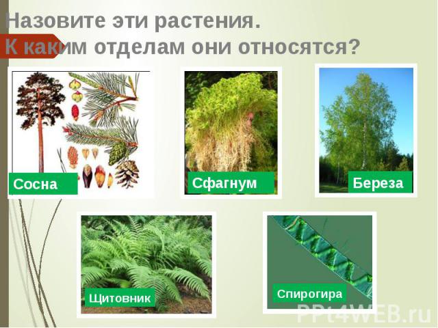 Назовите эти растения. К каким отделам они относятся?