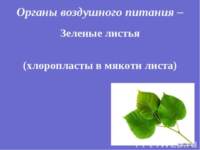 Зеленые листья Зеленые листья (хлоропласты в мякоти листа)