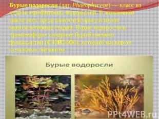 Бурые водоросли (лат.&nbsp;Phaeophyceae)&nbsp;— класс из отдела охрофитовых водо