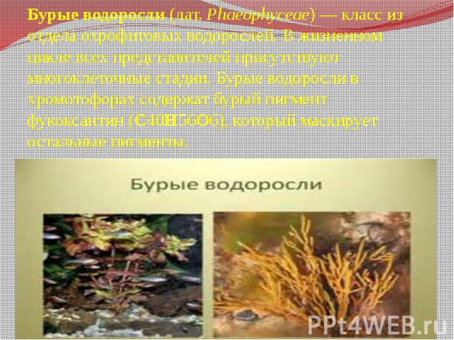 Бурые водоросли (лат. Phaeophyceae) — класс из отдела охрофитовых водорослей. В жизненном цикле всех представителей присутствуют многоклеточные стадии. Бурые водоросли в хромотофорах содержат бурый пигмент фукоксантин (C40H56O6), который м…