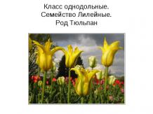 Внеклассное мероприятие по биологии "Желтые тюльпаны" (К началу весны)
