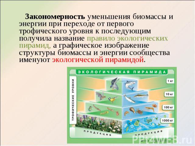 Закономерность уменьшения биомассы и энергии при переходе от первого трофического уровня к последующим получила название правило экологических пирамид, а графическое изображение структуры биомассы и энергии сообщества именуют экологической пирамидой…