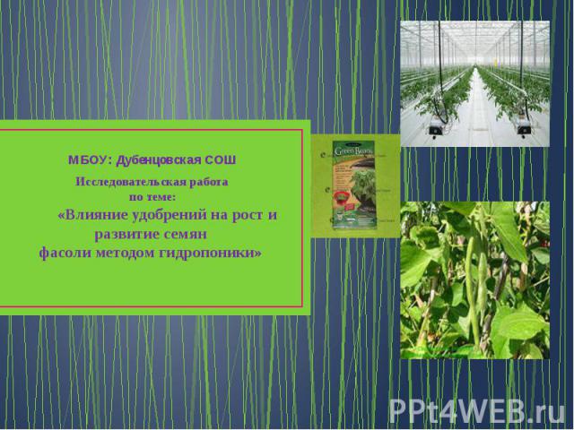 МБОУ: Дубенцовская СОШ Исследовательская работа по теме: «Влияние удобрений на рост и развитие семян фасоли методом гидропоники»