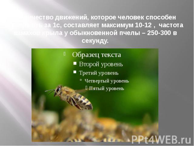 Количество движений, которое человек способен совершить за 1с, составляет максимум 10-12 , частота взмахов крыла у обыкновенной пчелы – 250-300 в секунду.