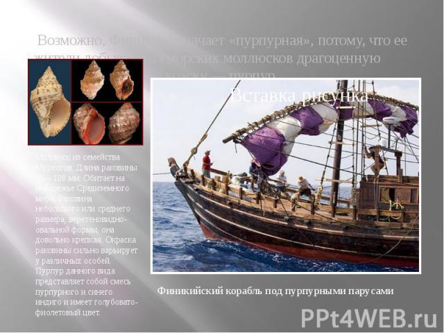 Возможно, Финикия означает «пурпурная», потому, что ее жители добывали из морских моллюсков драгоценную краску — пурпур. Возможно, Финикия означает «пурпурная», потому, что ее жители добывали из морских моллюсков драгоценную краску — пурпур.