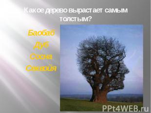Какое дерево вырастает самым толстым? Баобаб Дуб Сосна Секвойя