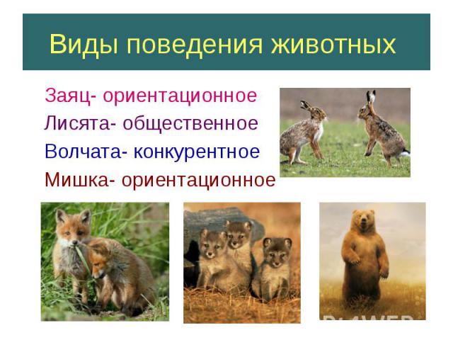 Виды поведения животных Заяц- ориентационное Лисята- общественное Волчата- конкурентное Мишка- ориентационное