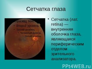 Сетчатка глаза Сетчатка (лат. retína) — внутренняя оболочка глаза, являющаяся пе
