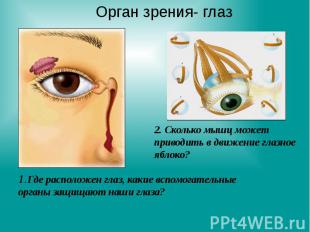 1.Где расположен глаз, какие вспомогательные органы защищают наши глаза?