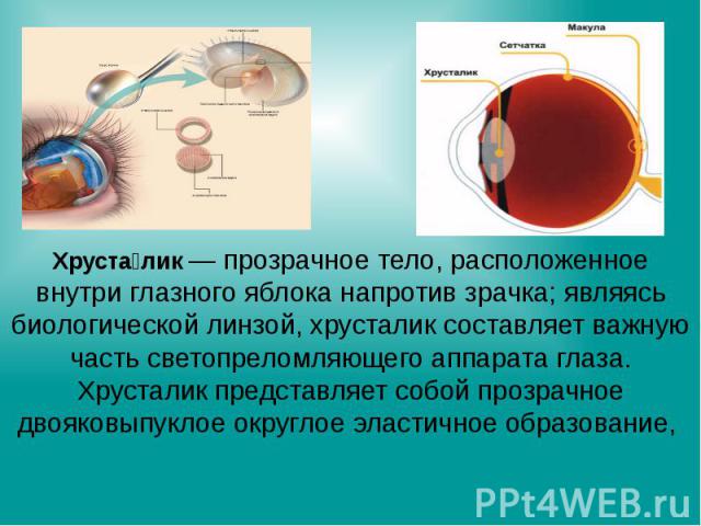 Хруста лик — прозрачное тело, расположенное внутри глазного яблока напротив зрачка; являясь биологической линзой, хрусталик составляет важную часть светопреломляющего аппарата глаза. Хрусталик представляет собой прозрачное двояковыпуклое округлое эл…