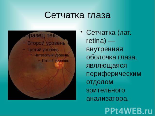 Сетчатка глаза Сетчатка (лат. retína) — внутренняя оболочка глаза, являющаяся периферическим отделом зрительного анализатора.