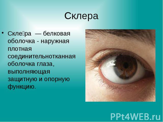 Склера Скле ра — белковая оболочка - наружная плотная соединительнотканная оболочка глаза, выполняющая защитную и опорную функцию.