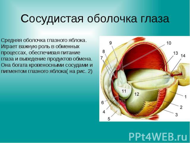 Сосудистая оболочка глаза Средняя оболочка глазного яблока. Играет важную роль в обменных процессах, обеспечивая питание глаза и выведение продуктов обмена. Она богата кровеносными сосудами и пигментом глазного яблока( на рис. 2)