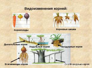 Видоизменения корней: