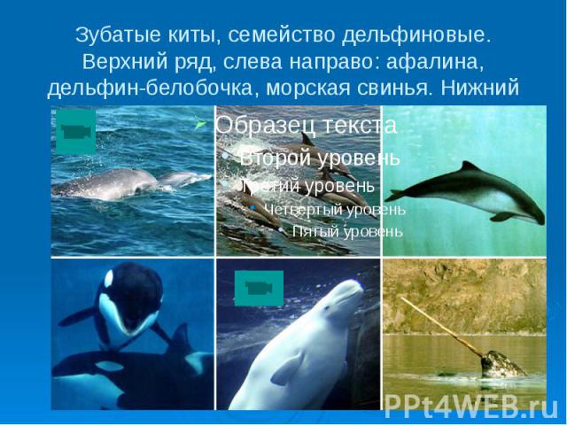 Зубатые киты, семейство дельфиновые. Верхний ряд, слева направо: афалина, дельфин-белобочка, морская свинья. Нижний ряд, слева направо: касатка, белуха, нарвал
