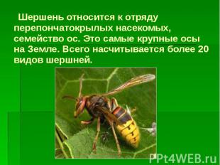 Шершень относится к отряду перепончатокрылых насекомых, семейство ос. Это самые