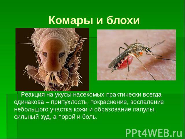 Комары и блохи Реакция на укусы насекомых практически всегда одинакова – припухлость, покраснение, воспаление небольшого участка кожи и образование папулы, сильный зуд, а порой и боль.