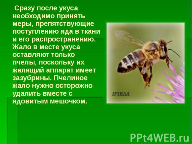 Сразу после укуса необходимо принять меры, препятствующие поступлению яда в ткани и его распространению. Жало в месте укуса оставляют только пчелы, поскольку их жалящий аппарат имеет зазубрины. Пчелиное жало нужно осторожно удалить вместе с ядовитым…