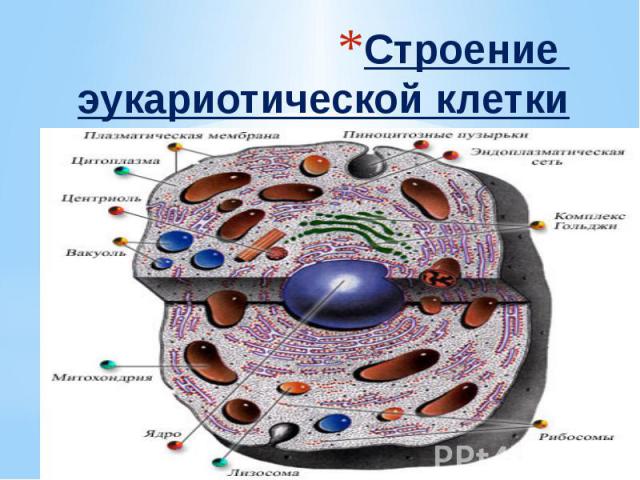 Эукариотическая клетка фото