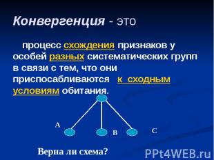 Конвергенция - это процесс схождения признаков у особей разных систематических г