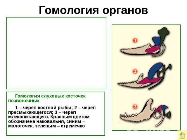 Гомология органов Гомология слуховых косточек позвоночных 1 – череп костной рыбы; 2 – череп пресмыкающегося; 3 – череп млекопитающего. Красным цветом обозначена наковальня, синим –молоточек, зеленым – стремечко