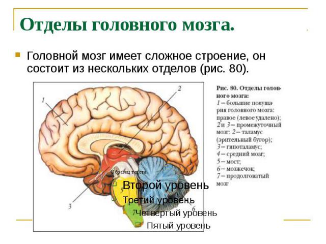 Отделы головного мозга. Головной мозг имеет сложное строение, он состоит из нескольких отделов (рис. 80).