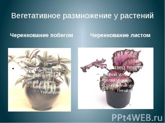 Вегетативное размножение у растений Черенкование побегом