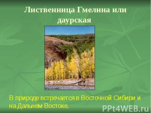 Лиственница Гмелина или даурская В природе встречается в Восточной Сибири и на Д