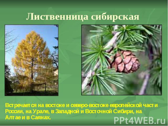 Лиственница сибирская Встречается на востоке и северо-востоке европейской части России, на Урале, в Западной и Восточной Сибири, на Алтае и в Саянах.