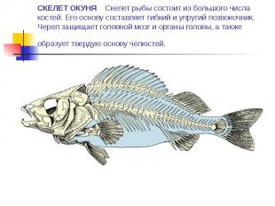 СКЕЛЕТ ОКУНЯ Скелет рыбы состоит из большого числа костей. Его основу составляет