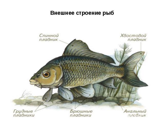 Внешнее строение рыб