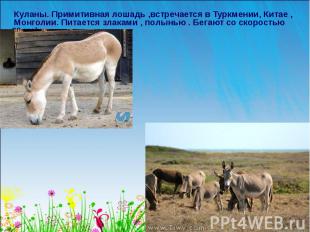 Куланы. Примитивная лошадь ,встречается в Туркмении, Китае , Монголии. Питается