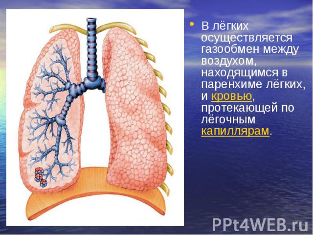 В лёгких осуществляется газообмен между воздухом, находящимся в паренхиме лёгких, и кровью, протекающей по лёгочным капиллярам. В лёгких осуществляется газообмен между воздухом, находящимся в паренхиме лёгких, и кровью, протекающей по лёго…