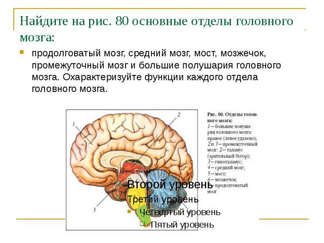Найдите на рис. 80 основные отделы головного мозга: продолговатый мозг, средний мозг, мост, мозжечок, промежуточный мозг и большие полушария головного мозга. Охарактеризуйте функции каждого отдела головного мозга.