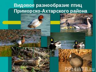 Видовое разнообразие птиц Приморско-Ахтарского района
