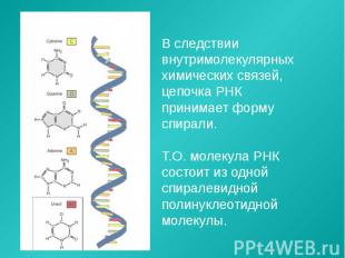 В следствии внутримолекулярных химических связей, цепочка РНК принимает форму сп