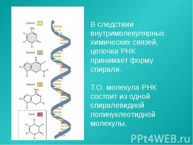 В следствии внутримолекулярных химических связей, цепочка РНК принимает форму спирали. Т.О. молекула РНК состоит из одной спиралевидной полинуклеотидной молекулы.