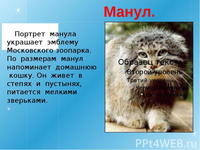 Манул. Портрет манула украшает эмблему Московского зоопарка. По размерам манул напоминает домашнюю кошку. Он живет в степях и пустынях, питается мелкими зверьками.