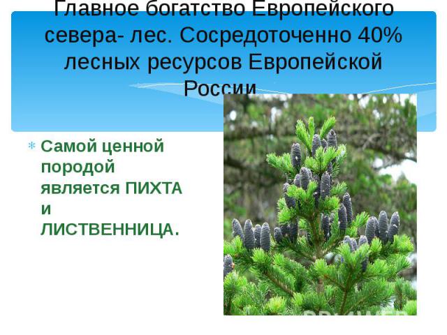 Главное богатство Европейского севера- лес. Сосредоточенно 40% лесных ресурсов Европейской России. Самой ценной породой является ПИХТА и ЛИСТВЕННИЦА.