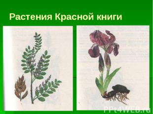 Растения Красной книги