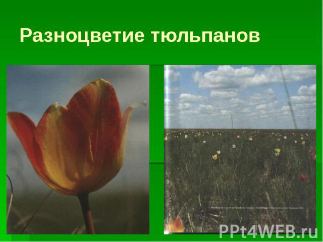Разноцветие тюльпанов