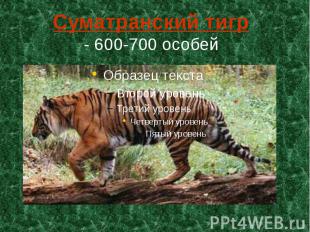 Суматранский тигр - 600-700 особей