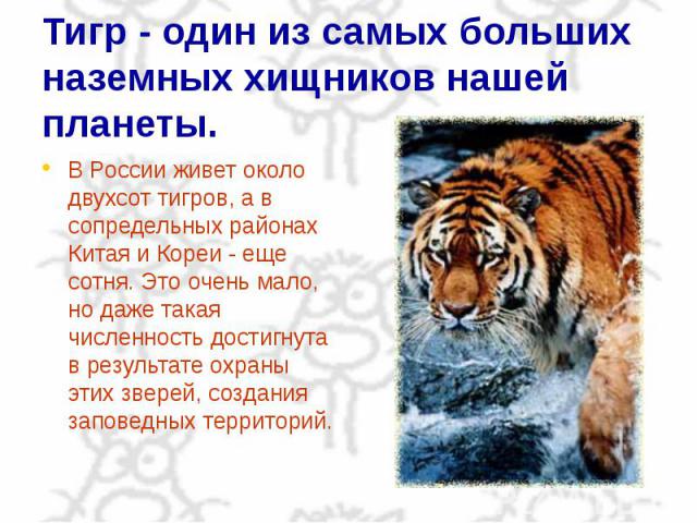 Тигр - один из самых больших наземных хищников нашей планеты. В России живет около двухсот тигров, а в сопредельных районах Китая и Кореи - еще сотня. Это очень мало, но даже такая численность достигнута в результате охраны этих зверей, создания зап…