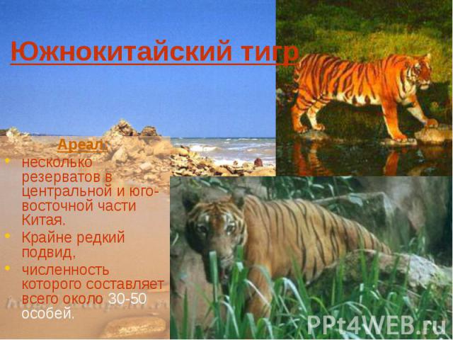 Южнокитайский тигр Ареал: несколько резерватов в центральной и юго-восточной части Китая. Крайне редкий подвид, численность которого составляет всего около 30-50 особей.