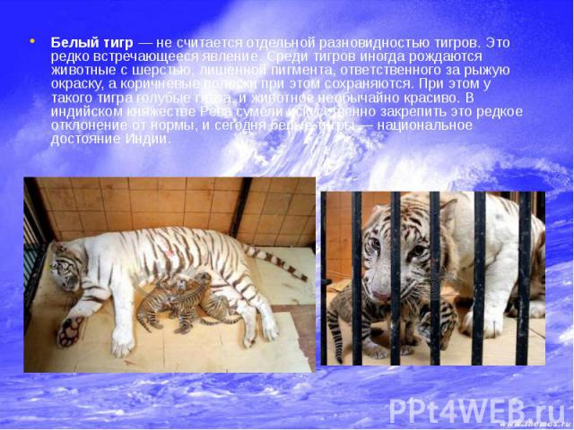 Белый тигр — не считается отдельной разновидностью тигров. Это редко встречающееся явление. Среди тигров иногда рождаются животные с шерстью, лишенной пигмента, ответственного за рыжую окраску, а коричневые полоски при этом сохраняются. При этом у т…