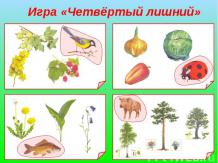Разнообразие животного мира Краснодарского края