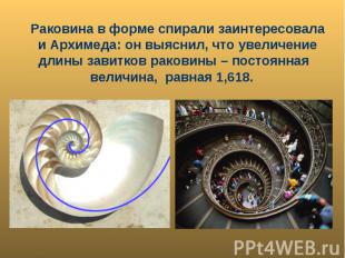 Раковина в форме спирали заинтересовала и Архимеда: он выяснил, что увеличение д