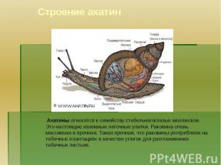 Строение ахатин Ахатины относятся к семейству стебельчатоглазых моллюсков. Это н