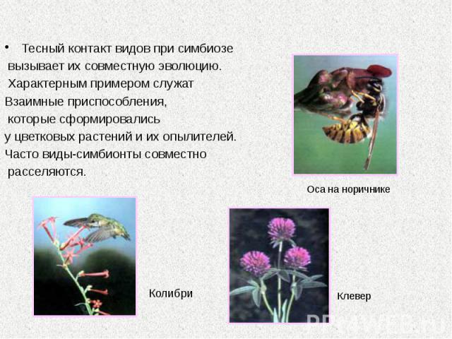 Тесный контакт видов при симбиозе Тесный контакт видов при симбиозе вызывает их совместную эволюцию. Характерным примером служат Взаимные приспособления, которые сформировались у цветковых растений и их опылителей. Часто виды-симбионты совместно рас…