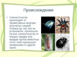Членистоногие происходят от примитивных морских кольчатых червей. Учёные до сих